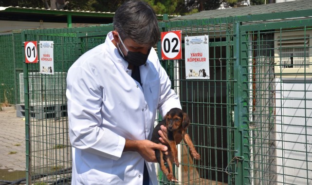 Sokaktaki canlara Gemlik Belediyesi sahip çıkıyor