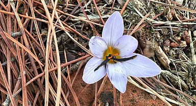 Sultan çiğdemini koparmanın cezası 557 bin lira