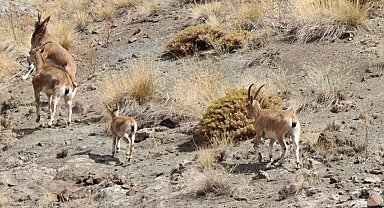 Sürü halinde gezen yaban keçileri dron kamerasında