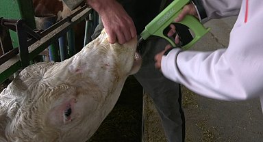 Süt ineklerinin sağlığını yapay zeka ile 24 saat takip ediyorlar