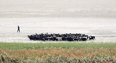 Suyu çekilince ikiye bölünen Eğirdir Gölü, hayvanların otlağı oldu