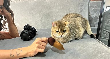 Takıntı hastası kedi 'Artas'a, antidepresanlı tedavi