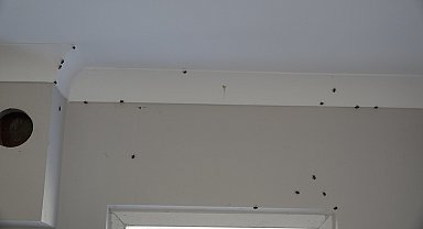 Trabzon'da kahverengi kokarca evleri istila etti