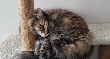 Tunus dönüşü uçakta kaybolan kedi için suç duyurusu