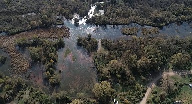 Türkiye'nin 3'üncü büyük longozu da kurudu