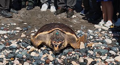 Yaralı 9 deniz kaplumbağası tedavi edilip, denizle buluşturuldu