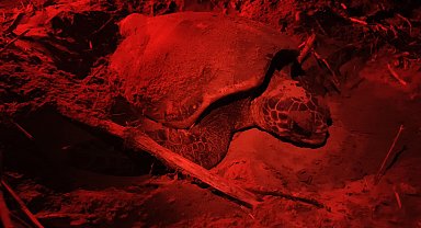 Yavru carettaları kurtaracak 'kırmızı ışık' projesi 4 otelde başladı