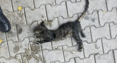 Yavru kediyi ayaklarını bağlayıp denize atmışlar