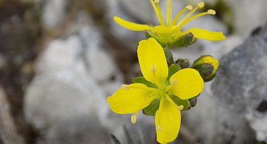 Yeni keşif 'tüylü kekreçiçeği' Türkiye'nin bitki florasına kaydedildi