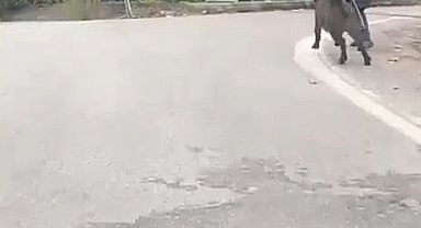 Yolda yürürken üzerine doğru gelen domuzdan son anda kurtuldu