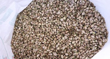 Yüksekova'dan Irak'a 'kenger çekirdeği' ihraç ediyor