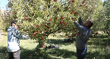 Yüksekovalı üretici, 25 yıllık bahçesinden 200 ton elma hasadı yaptı
