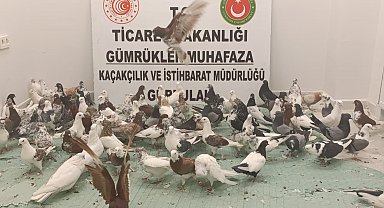 Yurda kaçak sokulan 85 'Cancan' güvercini ele geçirildi