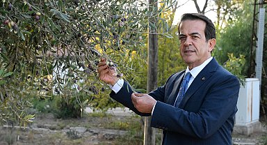 Zeytinde iklim etkisi ile rekoltede yüzde 30 kayıp