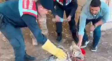 Zincirden kurtarılan kurt, özel bakıma alındı