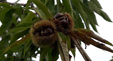 Ziraat Fakültesinde yetiştirilen hastalığa ve zararlılara dayanıklı kestanenin hasadına başlandı