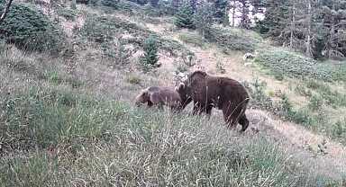 Anne ayı ve yavruları kamerada