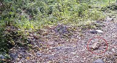 Bursa’da görüntülendi! Yaprakların üzerinde…