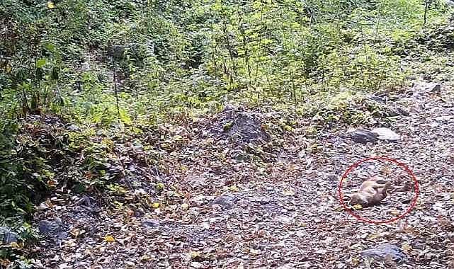 Bursa’da görüntülendi! Yaprakların üzerinde…