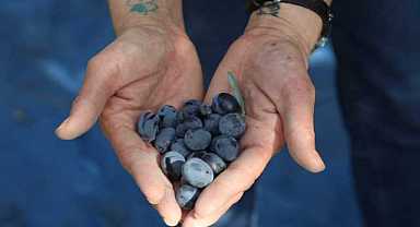 Bursa’da zeytin hasadı başladı