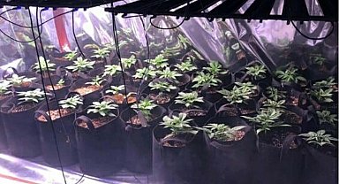 Evine sera kurup, Hint keneviri yetiştirmiş