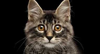 Kedide AIDS tespit edildi! İnsana bulaşır mı?