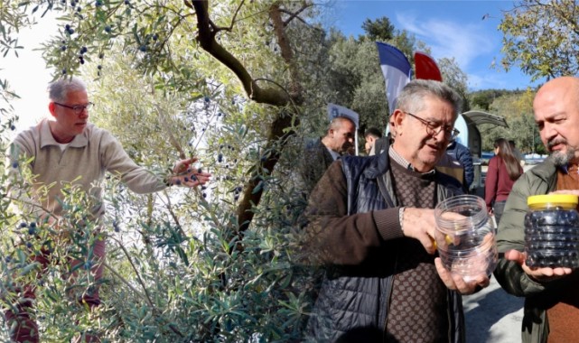 Mudanya’da Zeytin Hasadı Sezonu Başladı