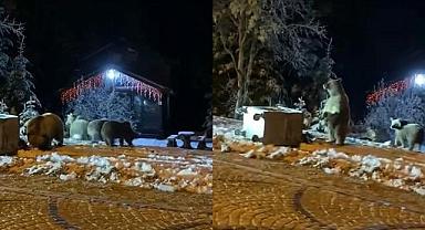 Bursa’da ayılara kar topu attılar