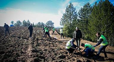 Bursa’ya yeni bal ormanı