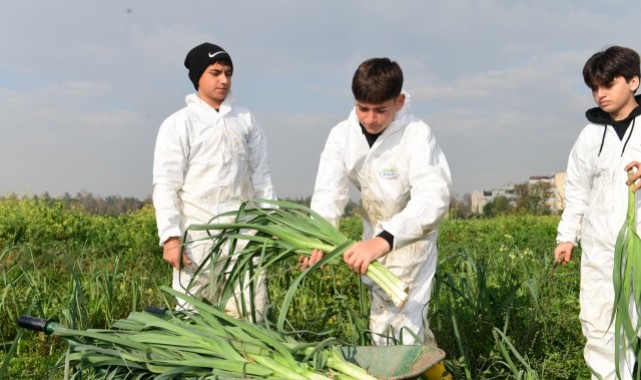 Osmangazi’de Pırasa Hasadıyla Doğallık Sofralara Taşınıyor