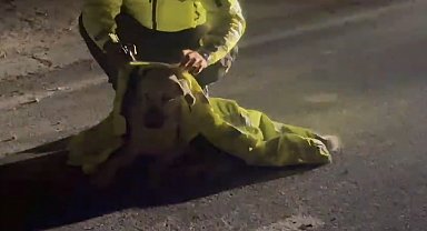 Polis, yaralı köpeğin üstünü kendi montuyla örttü