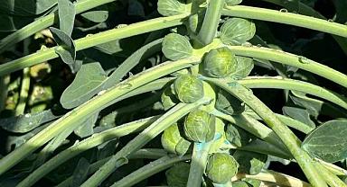 Şifa deposunun kaynağı Bursa’da!