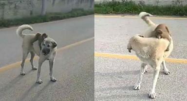 Sırtında maymun gezdiren köpek…