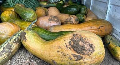 Bursa’da yetiştirildi! 30 kilo ağırlığında…