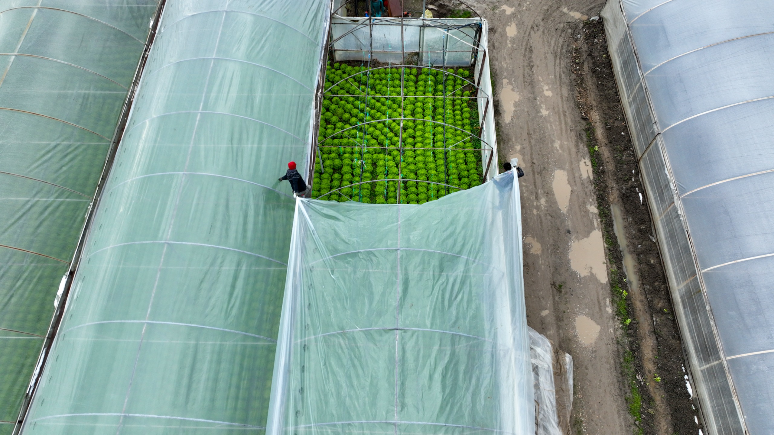Lodostan zarar gören seralara Büyükşehir desteği