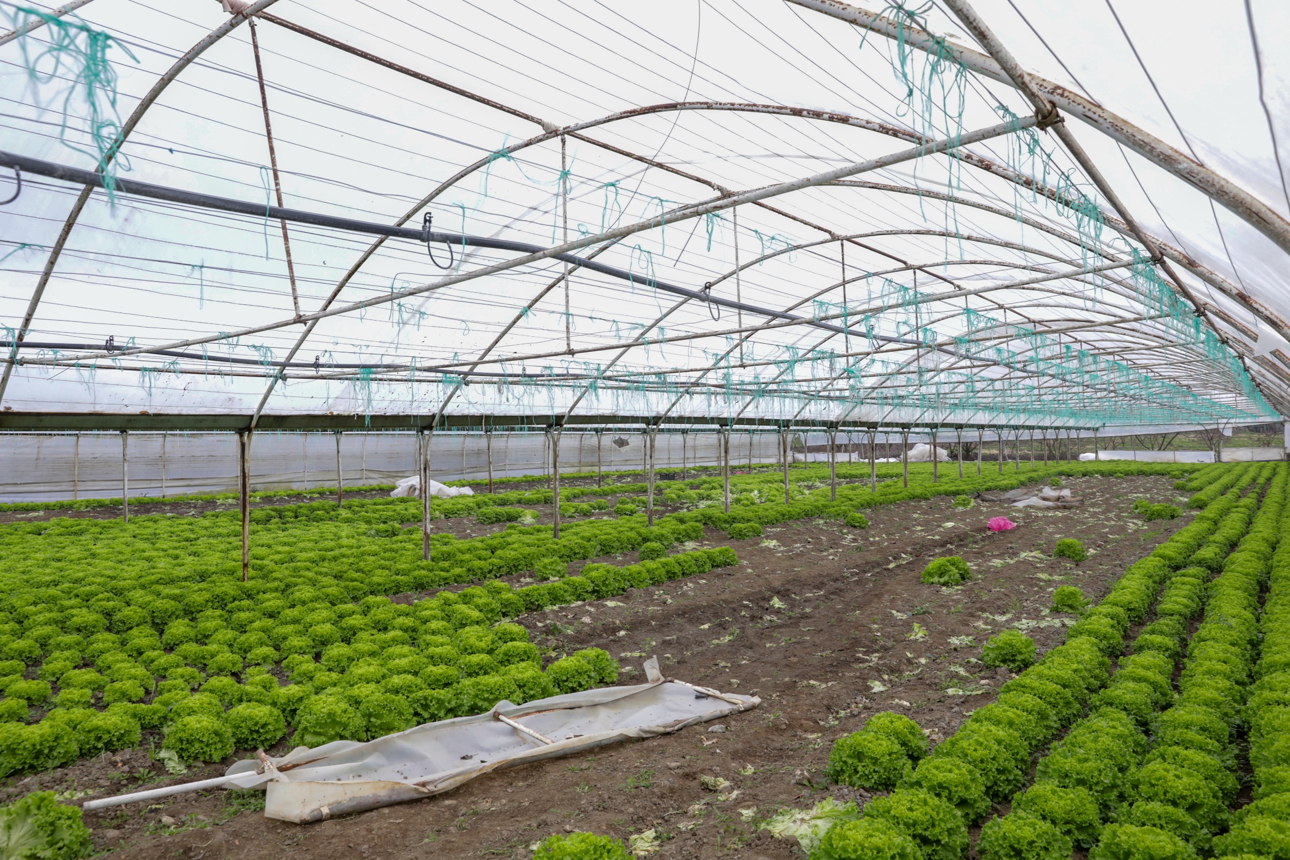 Lodostan zarar gören seralara Büyükşehir desteği