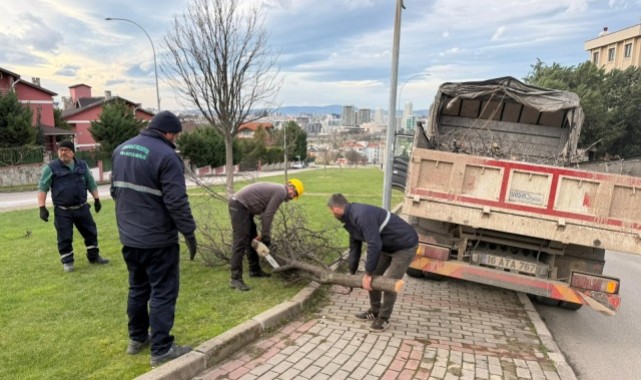 Şiddetli Lodosun Devirdiği Ağaçlara Osmangazi Belediyesi’nden Anında Müdahale