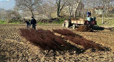 Türkiye’deki her meyve bahçesine “Bursa” imzası