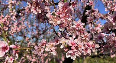 Bursa’da ağaçlar çiçek açtı! Çiftçide don endişesi