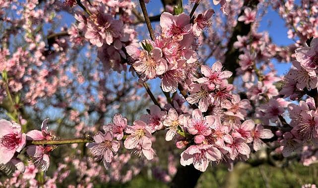 Bursa’da ağaçlar çiçek açtı! Çiftçide don endişesi