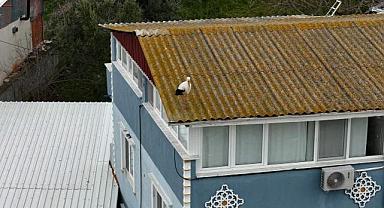 Bursa’da baharın müjdecisi böyle geldi!