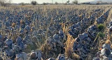 Bursa’da tanesi 80 liraya! Hepsi tarlada kaldı