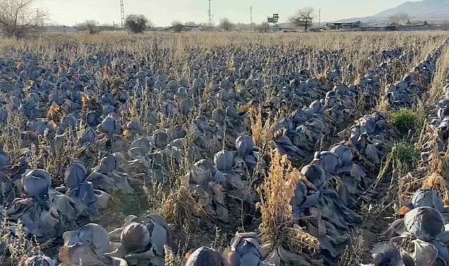 Bursa’da tanesi 80 liraya! Hepsi tarlada kaldı