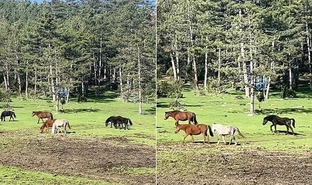 Bursa’da yaylada gezerken görüntülendiler!