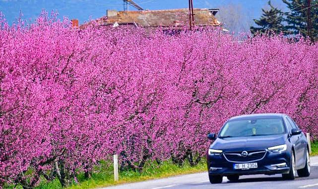 Bursa’da bahar şöleni! Muhteşem görüntüler