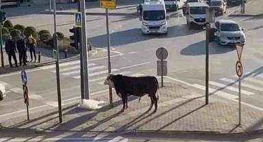 Bursa’da kaçan boğa trafiği karıştırdı