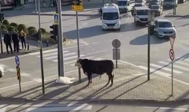 Bursa’da kaçan boğa trafiği karıştırdı