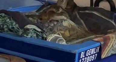 Bursa’da limanda sürpriz ziyaretçiler!