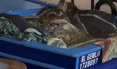 Bursa’da limanda sürpriz ziyaretçiler!