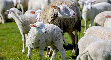 Bursa’nın 7 asırlık çiftliğinde rekor yolda!